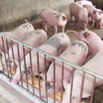 Thức ăn chăn nuôi vào đợt tăng giá mới