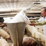 Giá cám tăng, ngành chăn nuôi điêu đứng