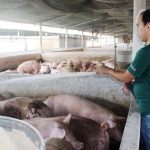 Giá cám tăng, ngành chăn nuôi điêu đứng