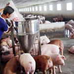 Thức ăn chăn nuôi vào đợt tăng giá mới