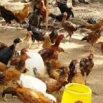 Thức ăn chăn nuôi vào đợt tăng giá mới