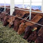 Thức ăn chăn nuôi vào đợt tăng giá mới