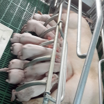 Sữa của heo mẹ có thể bảo vệ heo con khỏi nhiễm ký sinh trùng