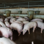 Giá heo hơi hôm nay (20/11) vẫn dưới 30.000 đồng/kg