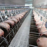Thách thức và triển vọng ngành chăn nuôi lợn ở Việt Nam