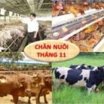 Tình hình chăn nuôi tháng 11/2017