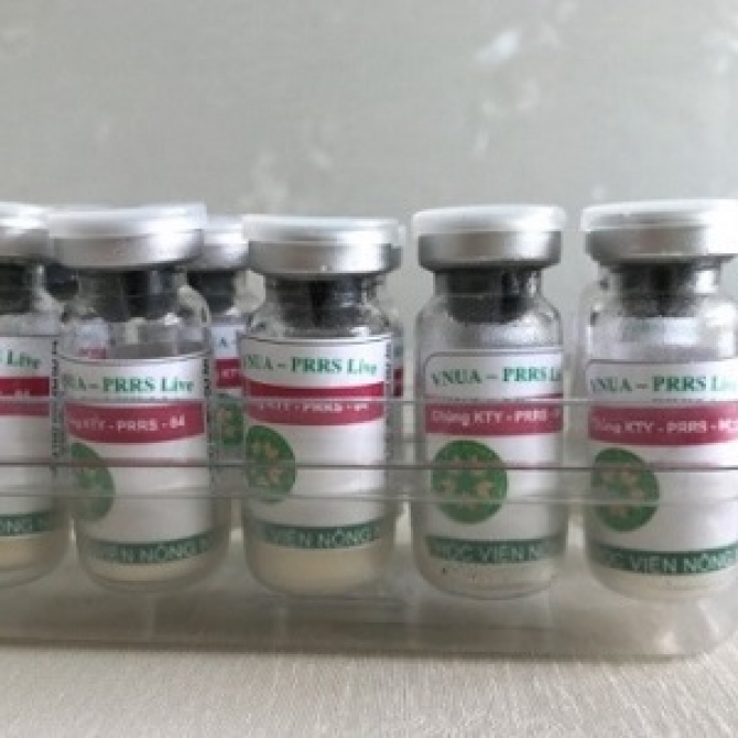 Chế tạo thành công vắc-xin nhược độc phòng Hội chứng rối loạn hô hấp và sinh sản cho heo (PRRS)